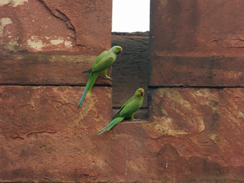PERROQUETS AU FORT ROUGE